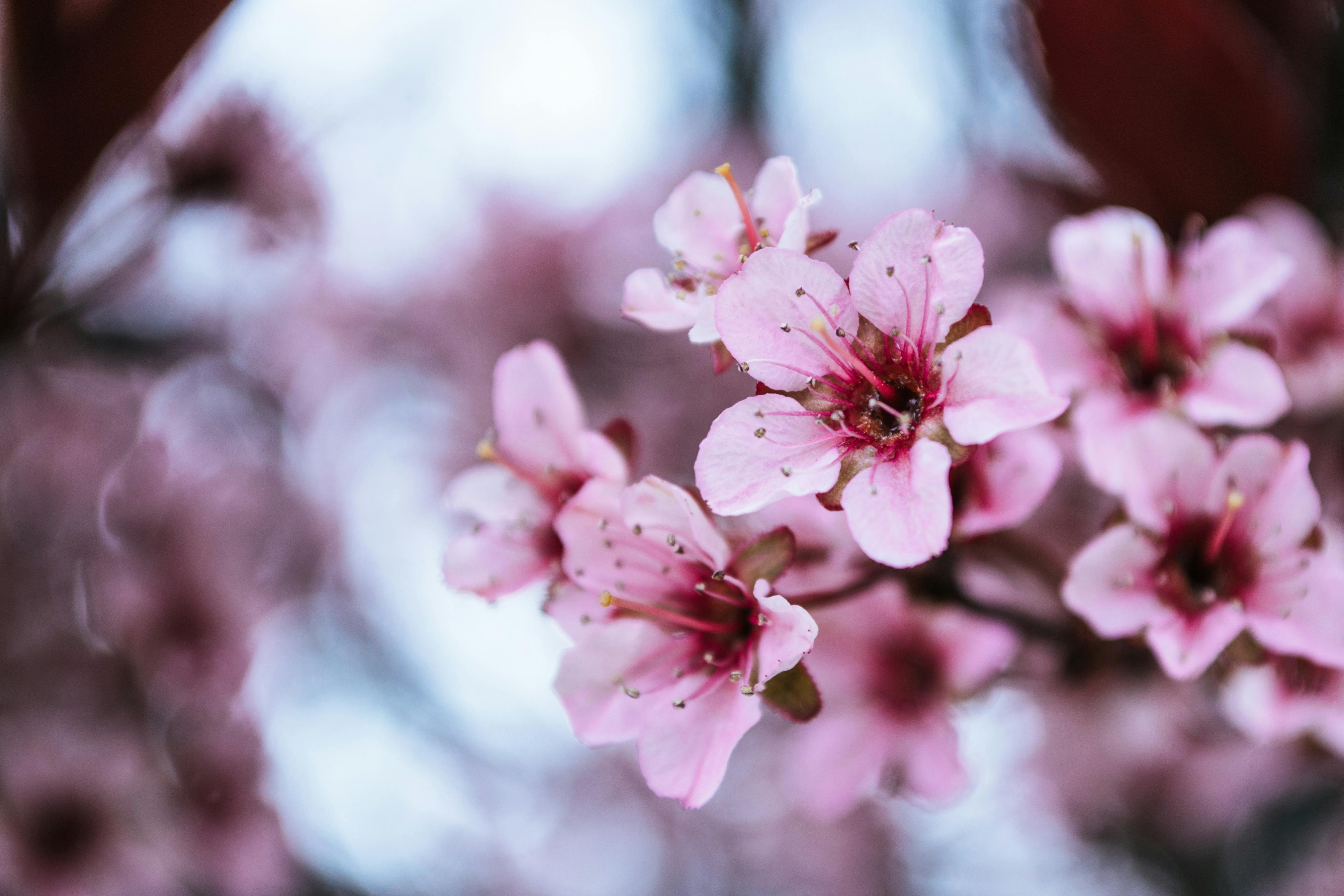 旅行の桜写真